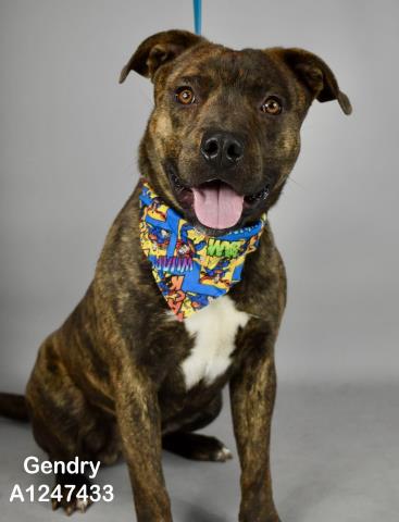 *GENDRY, an adoptable Pit Bull Terrier in Bakersfield, CA