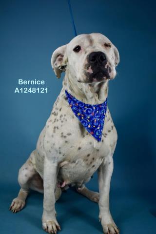 *BERNICE, an adoptable Dogo Argentino in Bakersfield, CA