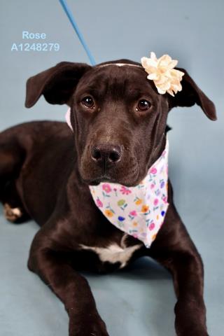 ROSE, an adoptable Pit Bull Terrier in Bakersfield, CA