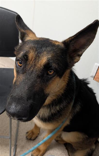 BOU, an adoptable German Shepherd Dog in Bakersfield, CA