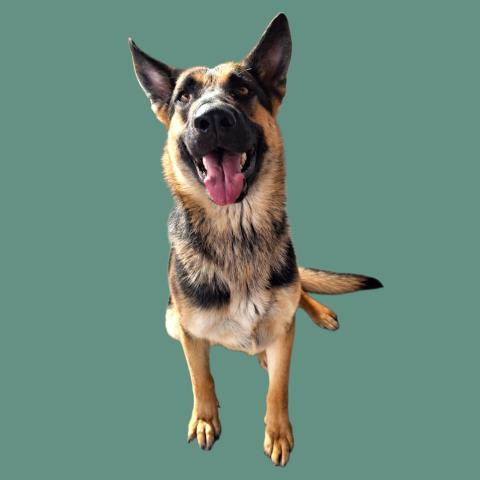 BOU, an adoptable German Shepherd Dog in Bakersfield, CA