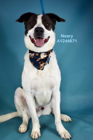 NEARY, an adoptable Labrador Retriever in Bakersfield, CA