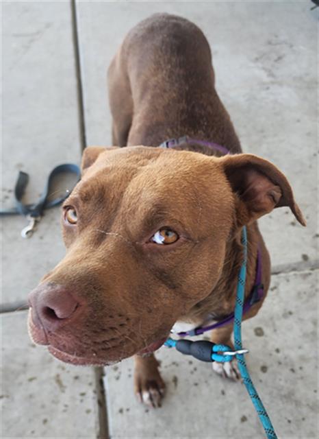 *PENELOPE, an adoptable Pit Bull Terrier in Bakersfield, CA