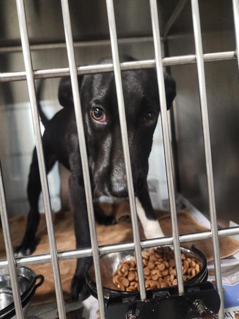 *ARTEMIS FOWL, an adoptable Labrador Retriever in Bakersfield, CA