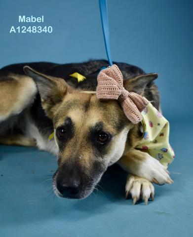 *MABEL, an adoptable German Shepherd Dog in Bakersfield, CA