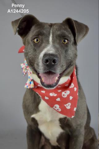*PENNY, an adoptable Pit Bull Terrier in Bakersfield, CA