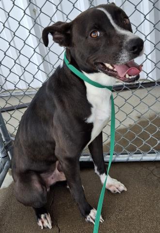 MAX, an adoptable Pit Bull Terrier in Bakersfield, CA