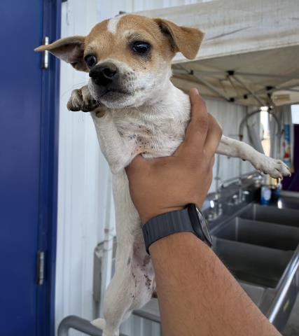 A1248751, an adoptable Chihuahua in Bakersfield, CA