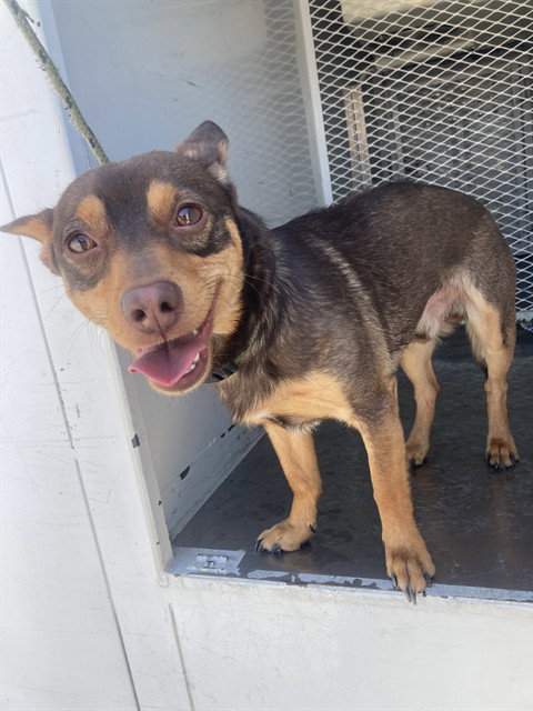*ROCKET, an adoptable Chihuahua in Bakersfield, CA