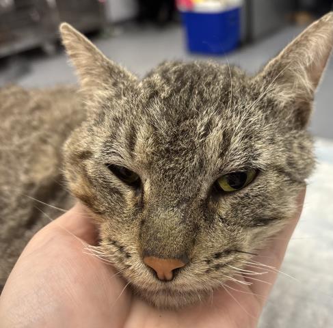 A1248185, an adoptable Domestic Short Hair in Bakersfield, CA