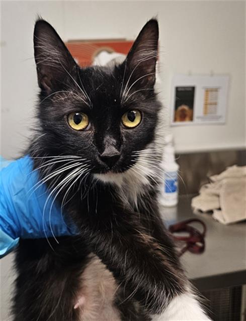 *MELROSE, an adoptable Domestic Short Hair in Bakersfield, CA