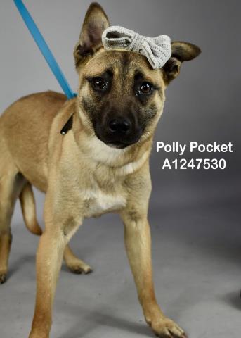 *POLLY POCKET