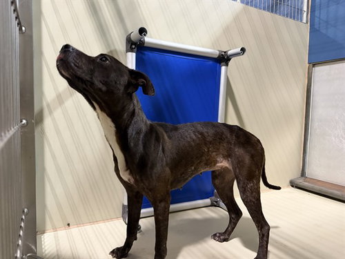 *GABBY, an adoptable Pit Bull Terrier in Bakersfield, CA