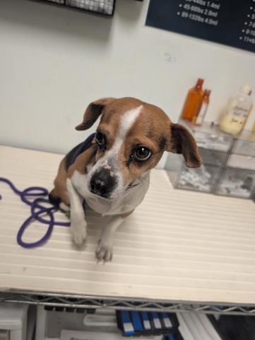 *TRIP, an adoptable Chihuahua in Bakersfield, CA