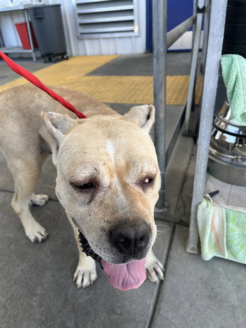 *FRANNY, an adoptable Cane Corso Mastiff in Bakersfield, CA