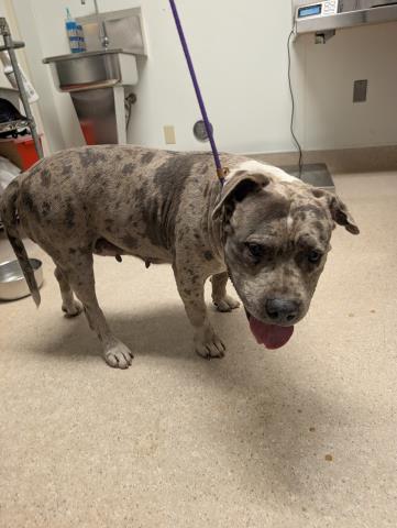 *AUNT LUCY, an adoptable English Bulldog in Bakersfield, CA