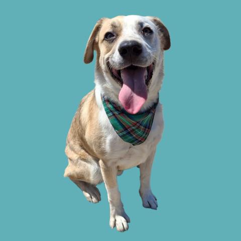 *BUTTERSCOTCH, an adoptable Australian Cattle Dog in Bakersfield, CA