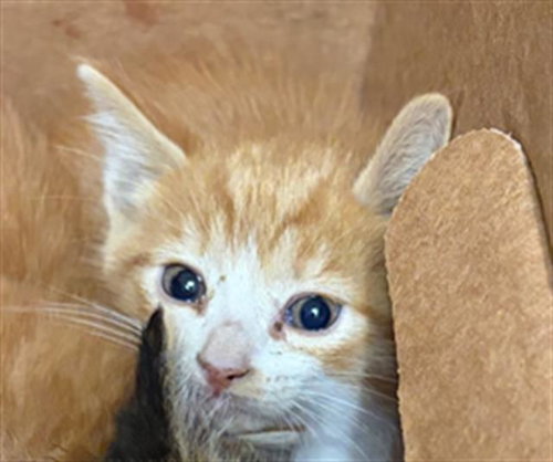 A1247258, an adoptable Domestic Short Hair in Bakersfield, CA