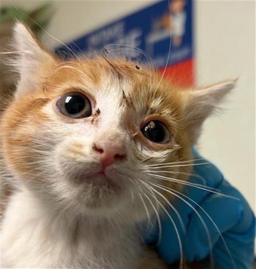 A1247259, an adoptable Domestic Short Hair in Bakersfield, CA