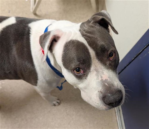 DOTTIE, an adoptable Pit Bull Terrier in Bakersfield, CA