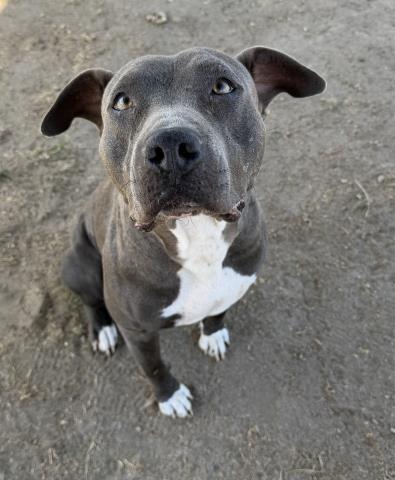 *INDI, an adoptable Pit Bull Terrier in Bakersfield, CA