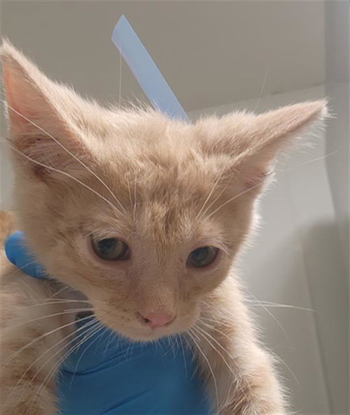 *PEPPER, an adoptable Domestic Short Hair in Bakersfield, CA