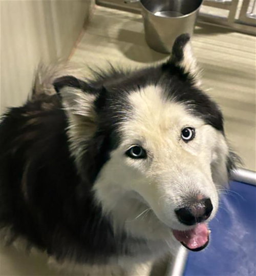 *PEACH, an adoptable Alaskan Malamute in Bakersfield, CA