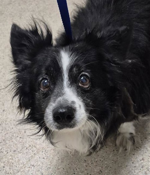 *FLUFFY, an adoptable Pomeranian in Bakersfield, CA