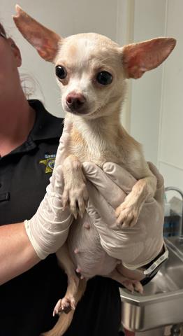 A1250671 - Chihuahua available for adoption