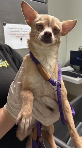 A1250672 - Chihuahua available for adoption