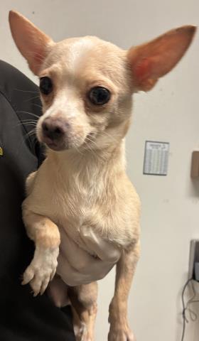 A1250673 - Chihuahua available for adoption