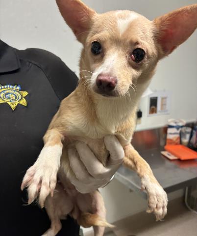 A1250674 - Chihuahua available for adoption