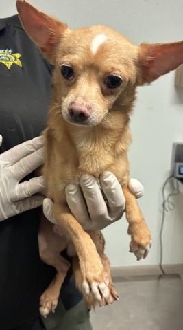 A1250676 - Chihuahua available for adoption