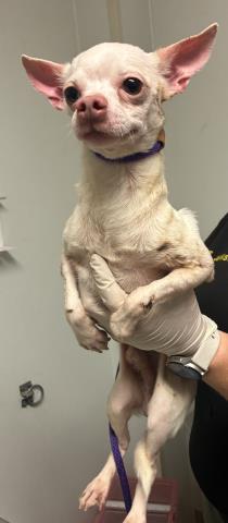 A1250679 - Chihuahua available for adoption