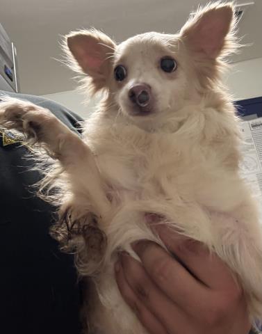 A1250681 - Chihuahua available for adoption