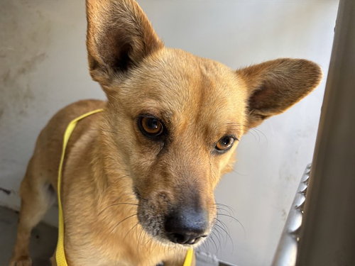 *CALVIN — rescue dog of the day
