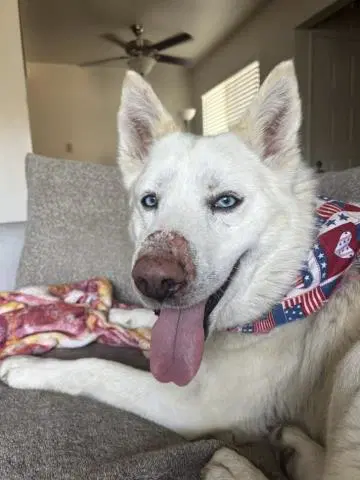 Leon - Siberian Husky
