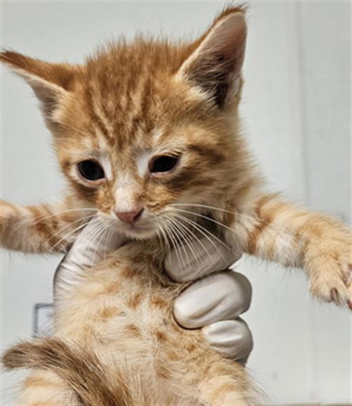PJ
