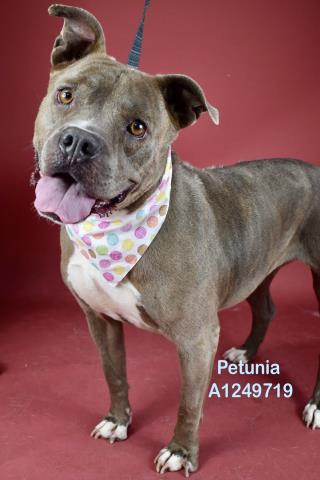 PETUNIA