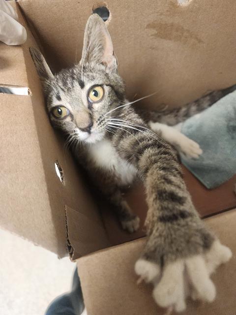 *ARTEMIS