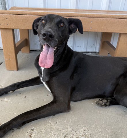 DAISY, an adoptable Great Dane in Bakersfield, CA