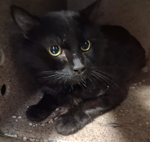 *DREW, Adult Domestic Long Hair (medium coat), cat for adoption in Bakersfield, California