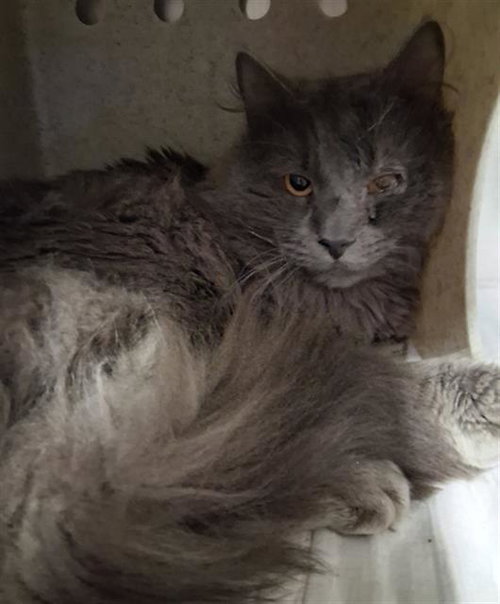 *GRAYSON, Adult Domestic Long Hair (medium coat), cat for adoption in Delano, California
