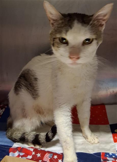*PETUNIA, Adult Domestic Short Hair (medium coat), cat for adoption in Bakersfield, California