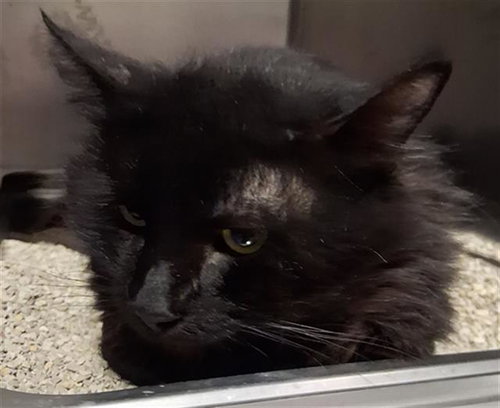A1251482, an adoptable Domestic Long Hair in Bakersfield, CA