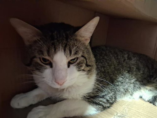 *CHIP, Adult Domestic Short Hair (medium coat), cat for adoption in Bakersfield, California
