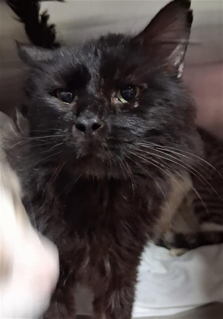 *DUDE, Adult Domestic Long Hair (medium coat), cat for adoption in Delano, California