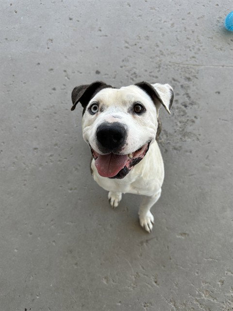 PUDGY, an adoptable Pit Bull Terrier in Bakersfield, CA