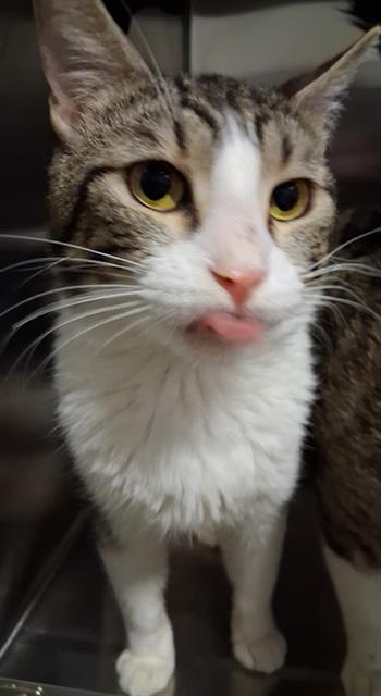 *MATT, Adult Domestic Short Hair (medium coat), cat for adoption in Delano, California