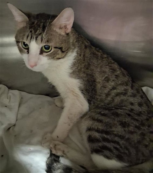 *MARVIN, Adult Domestic Short Hair (medium coat), cat for adoption in Delano, California
